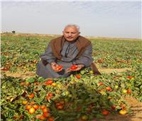 نقيب الفلاحين: فدان الطماطم يخسر حاليًا 100 ألف جنيه‎
