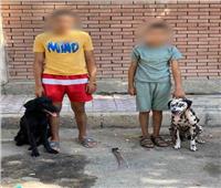 ضبط المتهمين بإطلاق «كلبين شرسين» على شخص بالإسكندرية 