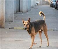 بينهم طفلان.. كلب ضال يعقر 4 أشخاص بإحدى قرى البحيرة