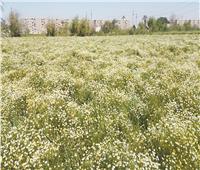 المنيا تزرع ٤١ ألف فدان.. والهدف التصدير