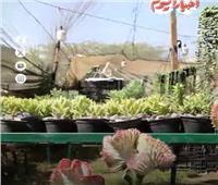 النعناع البلدي والسعودي.. فوائد منعشة من الطبيعة 