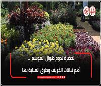 لخضرة تدوم طوال الموسم.. أهم نباتات الخريف وطرق العناية بها| فيديو 