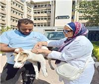حملة مكبرة للطب البيطري بالغربية لتحصين الكلاب الضالة داخل مجمع الكليات