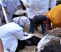 قوافل بيطرية مجانية بقرى المبادرة الرئاسية «حياة كريمة» فى أسوان 