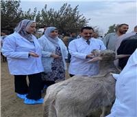 تحصين 220 ألف رأس ماشية ضد الحمى القلاعية والوادي المتصدع بالغربية