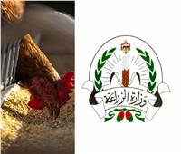 الزراعة: مسح نشط في الأسواق للكشف على الدواجن