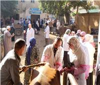 محافظ القليوبية ورئيس جامعة بنها يطلقان قافلة بيطرية مجانية بقرية «الحصة» 