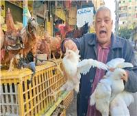 نقيب البيطريين: 70% من إنتاج الدواجن يعتمد على صغار المربين