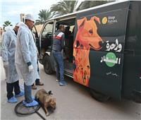 البحيرة تطلق حملة للحد من انتشار الكلاب الضالة وتحصين وتعقيم 350 كلباً 