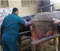 "الخدمات البيطرية" تجرى عمليات تلقيح اصطناعي لأكثر من 59 ألف رأس ماشية