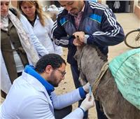 محافظ القليوبية يتابع جهود القافلة البيطرية المجانية لدعم صغار المربين 