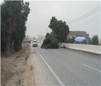 سقوط شجرة على طريق سنورس الفيوم السريع بسبب شدة الرياح  