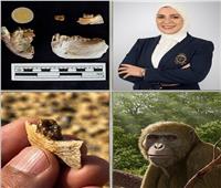 من صحراء مصر إلى مجلة «ساينس».. اكتشاف «قردة» قديمة يعيد كتابة أصول التطور