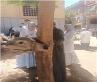 «طب بيطري سوهاج» تواصل إطلاق قوافلها وتعالج 980 حيوانًا بقرية المدمر