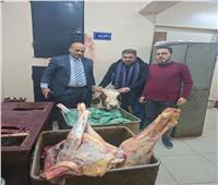 ضبط بقرة مذبوحة مريضة وتحريز 150 كيلو لحوم غير صالحة بالغربية