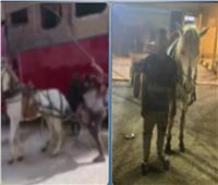 «كرباج في الشارع».. سقوط صاحب فيديو تعذيب الحصان بالقليوبية