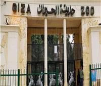 حديقة الحيوان في شم النسيم 2026.. هل تستقبل الزوار أم ما زالت مغلقة؟