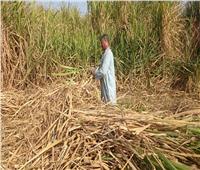 برلماني يطالب بزيادة سعر توريد طن قصب السكر لـ3200 جنيه