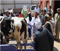قوافل بيطرية مجانية لعلاج 2328 حالة خلال أسبوع بأسيوط