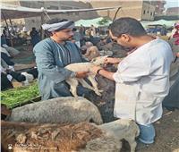 محافظ الجيزة: تحصين 176 ألف رأس ماشية ضد مرضي الجلد العقدي وجدري الضأن
