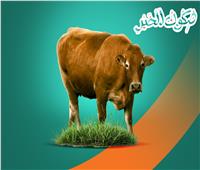 لأول مرة.. صك الأضحية بالتقسيط