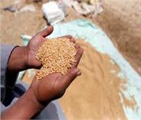 اليوم.. عمليات التموين تتابع انتظام توريد القمح المحلي 
