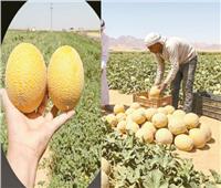 شهد الصحراء| المياه المالحة «سر حلاوة» الكانتلوب السيناوى