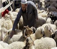 ما العيوب التي تمنع صحة الأضحية؟.. أمين الفتوى يوضح