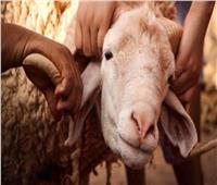 الدعاء الذي يقوله المضحي عند ذبح أضحيته.. "الأزهر" يوضح