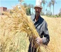 حصاد 394 ألف فدان من القمح بالشرقية 