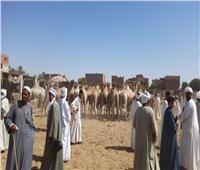 سوق «الكرنتينا» بوابة الإبل في أسوان