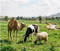بورصة الأضاحي قبل العيد.. كيف تتجنب الغش وتختار أضحيتك بشكل صحيح؟