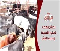قبل العيد.. نصائح وتحذيرات مهمة عند شراء الأضحية لتجنب الغش | فيديو 