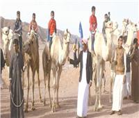 طقوس لا تغيب| سِباقات الهجن حاضرة فى احتفالات السيناوية
