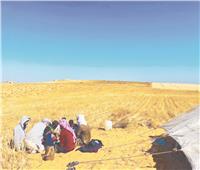الأراضى بساط ذهبى.. والأهالى يستمتعون بحصاد القمح والشعير