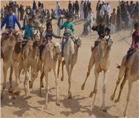 استعدادات مكثفة لانطلاق الموسم الصيفي لسباقات الهجن بالعريش 