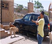 الطب البيطري بأسوان تواصل حملات تحصين الكلاب الحرة للحد من مرض السعار
