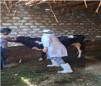 تحصين ما يقرب من 75 ألف رأس ماشية ضد الحمى القلاعية والوادي المتصدع بأسيوط
