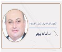   الكلاب الضالة فرصة للحل والاستفادة