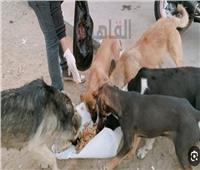 إحالة دعوى إلغاء قرار منع إطعام الكلاب والقطط بالقاهرة الجديدة لمفوضي مجلس الدولة