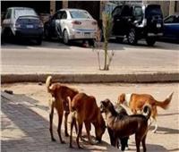 إحالة دعوى إلغاء قرار منع إطعام الكلاب والقطط بالقاهرة الجديدة لمفوضي مجلس الدولة