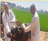  جامعة الزقازيق تطلق قافلة بيطرية لعلاج الثروة الحيوانية وتحصينها