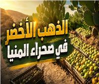 الذهب الأخضر بصحراء المنيا.. رحلة بين الأشواك وأرباح الملايين في مطاي |فيديو