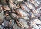نرصد أسعار الأسماك بسوق العبور..والبلطي يسجل 25 جنيها