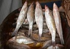 "الزراعة" تقدم نصائحها للتعرف على الأسماك غير الصالحة وتحذر من الفسيخ