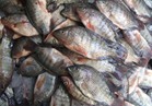 ننشر أسعار الأسماك قبل شم النسيم