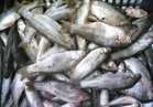 ضبط 300 كيلو أسماك مملحة فاسدة بسوهاج
