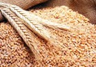 وكيل وزارة الزراعة بالقليوبية: حصاد 50 فدان قمح وتوريد 14 طن للصوامع 