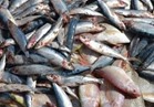 ضبط 128 كيلو أسماك مملحة غير صالحة بمركز ديرمواس بالمنيا