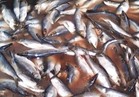 "الزراعة":ضبط 5.5 طن دواجن وأسماك غير صالحة للاستخدام الآدمي بالجيزة 